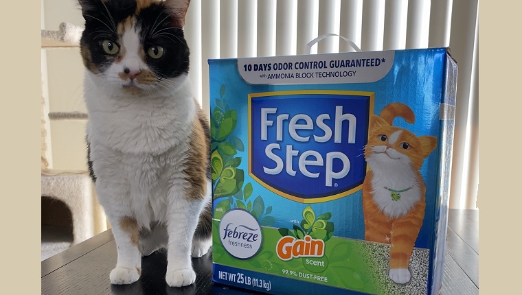 Pookie with Fresh Step cat litter