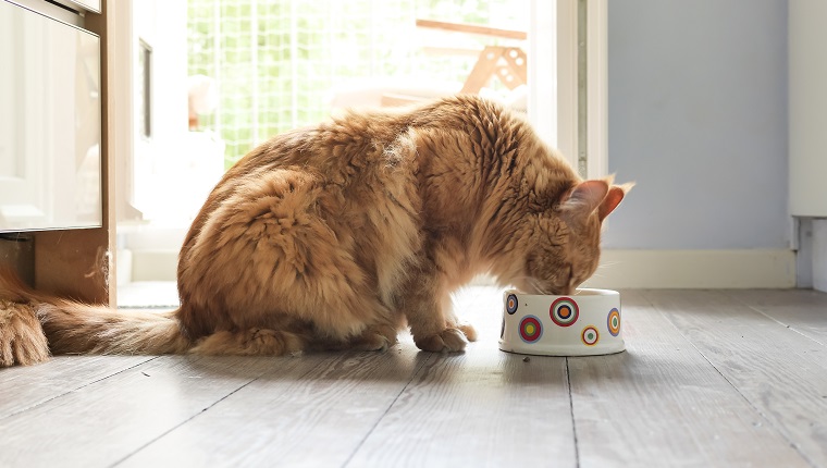 Maine-coon cat eating from bowl