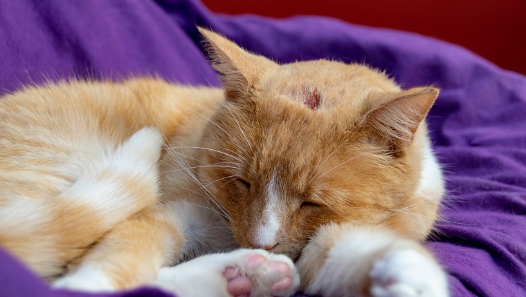 Domestic ginger cat with a swollen nose due to pus and abscess from infected cut on head