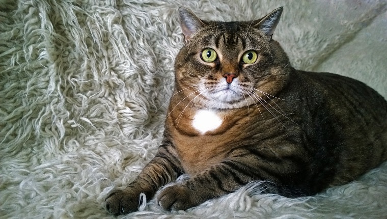 Very big home cat is lying on the rug