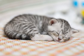 Lovely kitten with gray-white hair sleeping on sofa