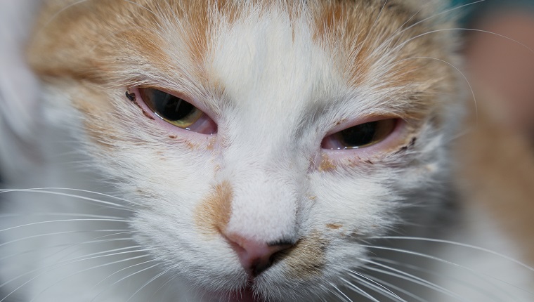 adult cat with herpesvirus infection and purulent conjunctivitis