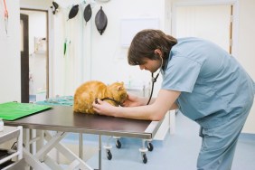 Veterinarian examining cat