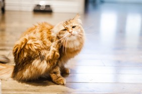 Cute Siberian Cat