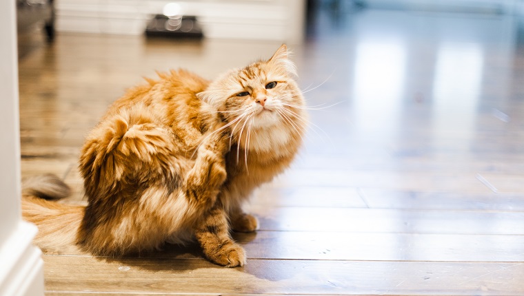 Cute Siberian Cat