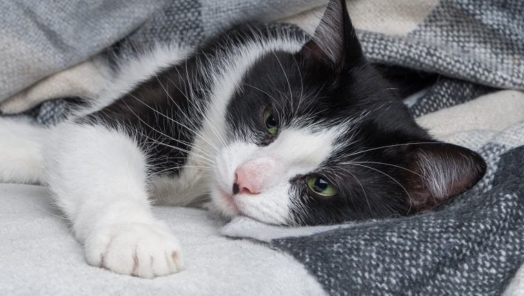 Beautiful young green eyes mixed breed cat warms under black, gray and white tartan plaid in cold winter weather. Pets care concept. Animal indoor in home or hotel bedroom. Copy space empty for text.