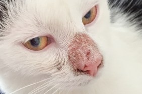 Dermatophytosis, a fungal infection (Microsporum canis) of the skin , with a alopecia on a cats nose