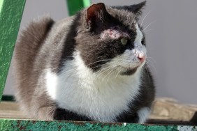 The cat is infected with feline sarcoptosis. Sarcoptosis or scabies is caused by the Sarcoptes scabiei tick. Diseases of domestic animals.