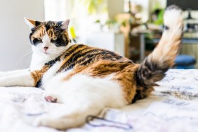 Angry calico cat lying on edge of bed wagging tail