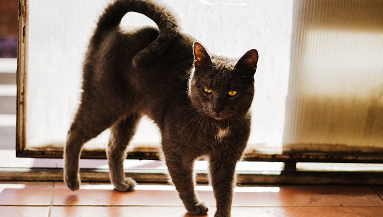 Beautiful and big Russian blue cat standing by the door in a seductive way, enjoying sunshine and keeping its tail up. Strong backlit