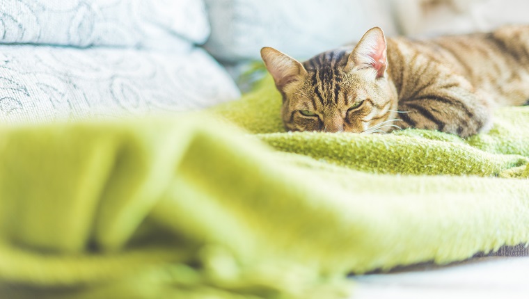 A lazy cat resting in the sofa