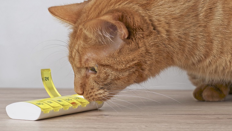 Ginger Cat Looking Curious To A Open Pill Box.