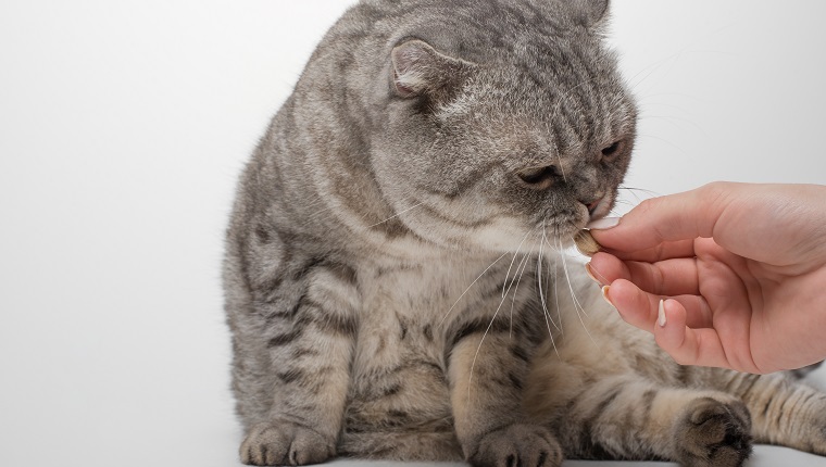 Scottish cat in color Whiskas. A cat receives a dose of medication from Veteneur on a white background, isolate