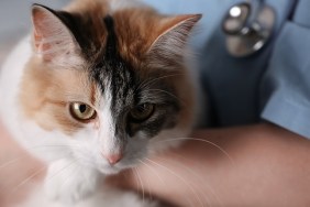 Young female doctor Veterinary with a three color cat on arms. medical equipment on background.