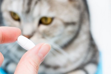 White tablet, possibly glucosamine, in a female hand on a background of a cat. Medicines and synthetic vitamins for animals. Veterinary care.