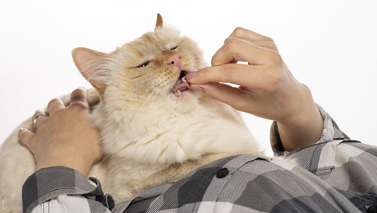 Beige cat eats medicine pills, possibly ketoconazole, from hands. Sits on hands.