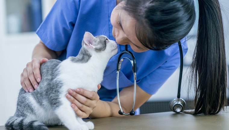 A veterinarian and cat are indoors in the vet's office. The vet is examining a cute cat during a checkup.