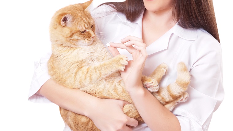 Portrait of a beautiful woman holding red cat, isolated on a white background