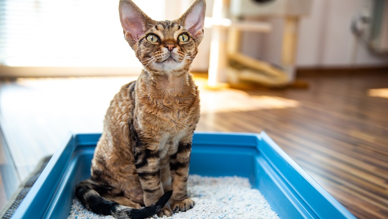 Obedient Devon Rex Cat Sitting in Litter Box in Living Room