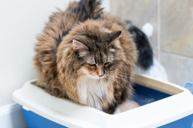 Closeup of calico maine coon cat overweight constipated after megacolon, sick trying to go to the bathroom in blue litter box at home sad looking down