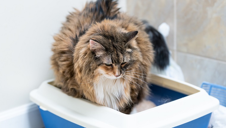 Closeup of calico maine coon cat overweight constipated after megacolon, sick trying to go to the bathroom in blue litter box at home sad looking down