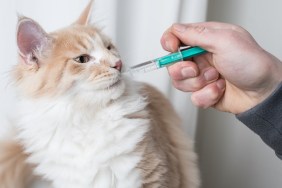 cream colored maine coon cat getting medication into mouth with syringe