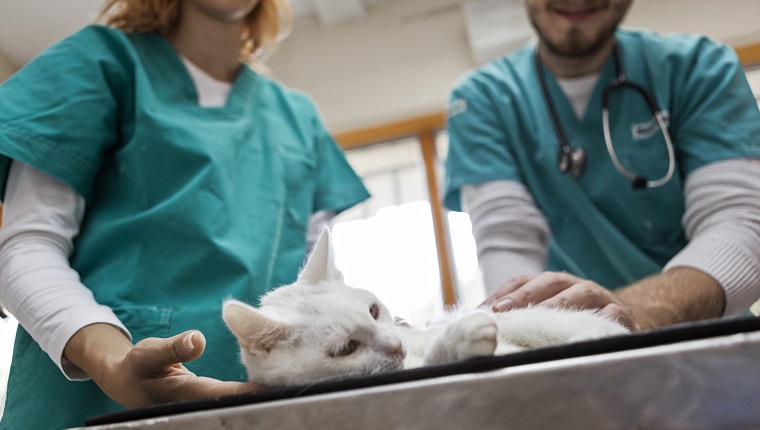 Cat at veterinarian