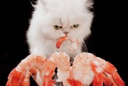 White Persian cat eating shrimp from martini glass, front view