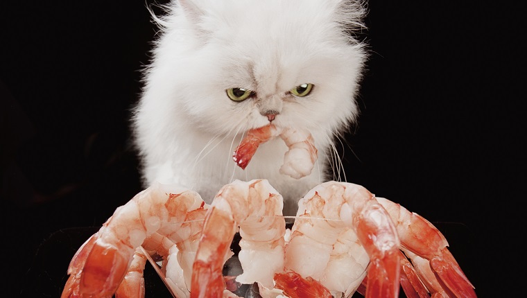 White Persian cat eating shrimp from martini glass, front view