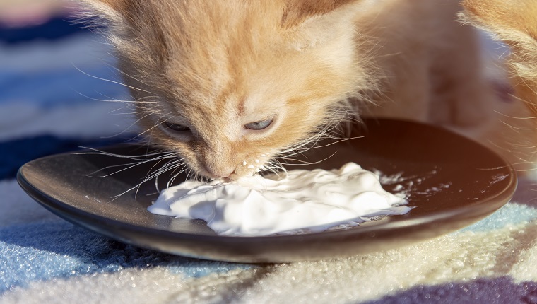 A small red kitten eats sour cream from a black saucer. Front view