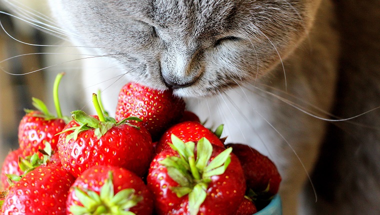 A gray Scottish cat eats freshly ripened sweet strawberries harvested in June.