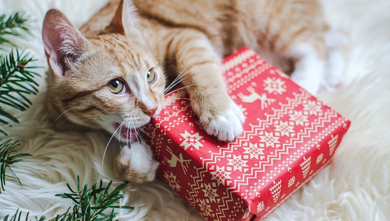 Cute little ginger kitten laying in soft white faux fur blanket, holding red paper gift box Christmas New Year Concept vintage