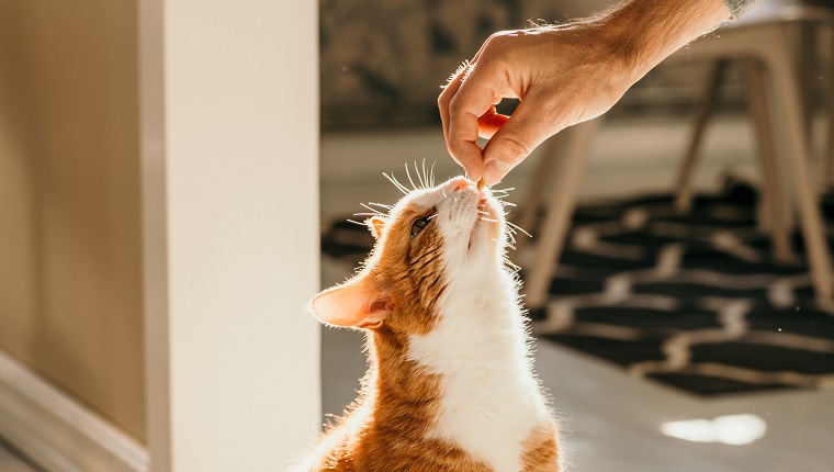 Cat getting cat treats Photo taken indoors in sunlight