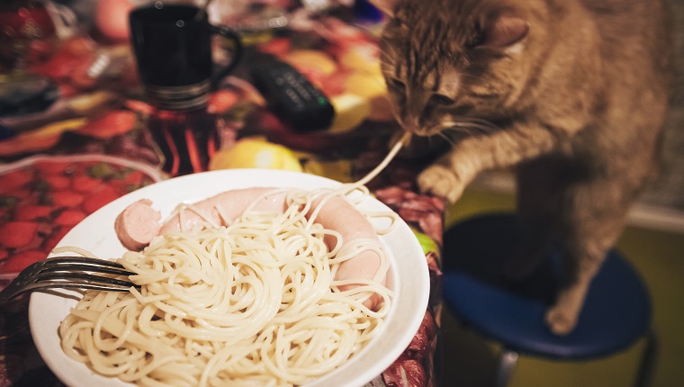 Pasta Food and Ginger Cat