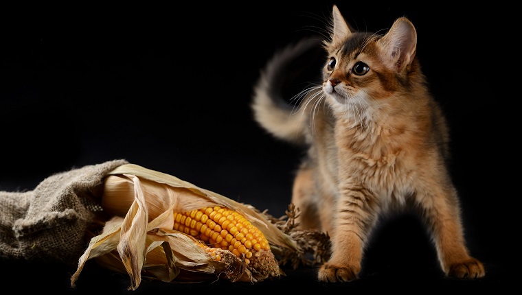 Cute somali kitten on the black background playing with corn