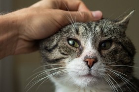 Faceless male owner patting cute elderly gray cat at home