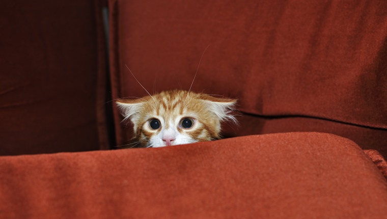 Ginger kitten frightened looks out for obstacles