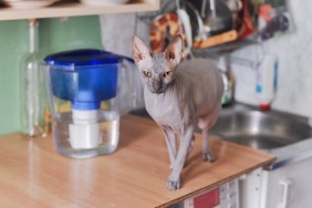 Portrait of Sphynx caat on a kitchen table.