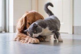 British Shorthair and Golden Retriever