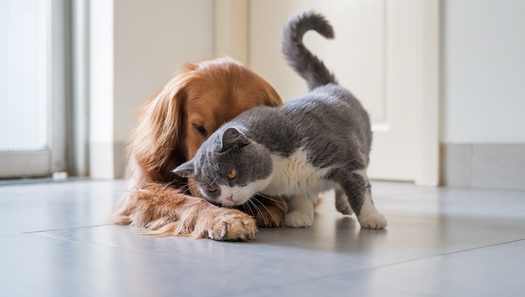 British Shorthair and Golden Retriever