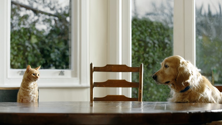 Ginger tabby cat and golden retriever sitting at dining table