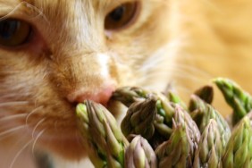 Close up shot of an orange and white cat sniffing a bunch of asparagus.