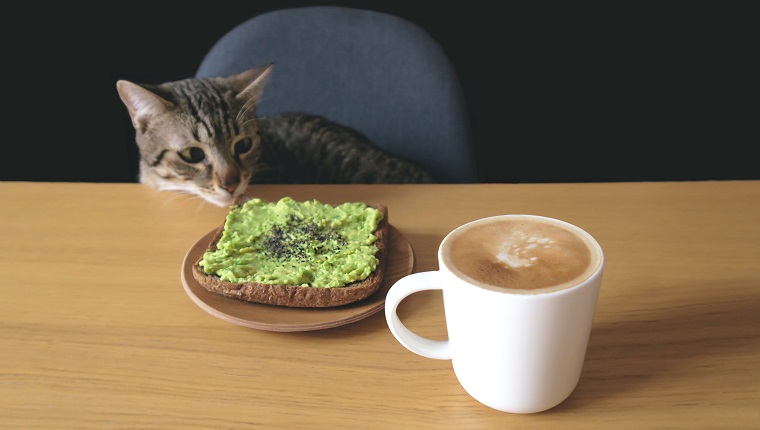 Tabby Cat Looking At Toasted Bread And Coffee Cup On Table Against Black Background