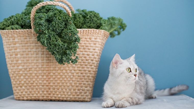 Grey cat and green curly kale salad in straw eco bag on a blue background