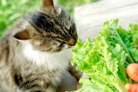 Pet - cat knows what is healthy food