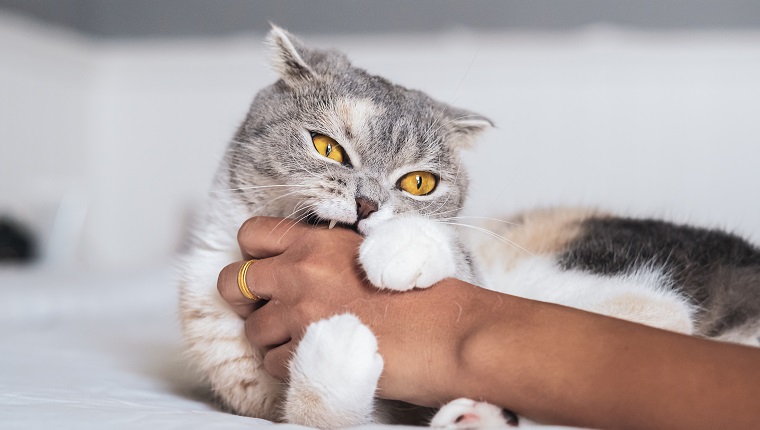 Cute scottish fold cat playing with hand .