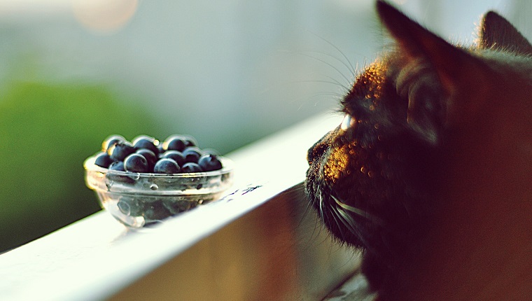 Close-Up Of Cat With Blueberry Fruits In Bowl On Window Sill