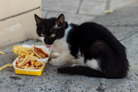 Black and white stray kitten eats french fries on sidewalk.