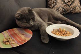 Scottishfold is eating nuts in bowl