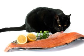 cat and salmon in front of white background